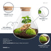 Flaschengarten-Set „Sammie Coffea“ – DIY-Terrarium mit Kaffeepflanze – Ansicht 2