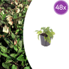 Kaukasus-Beinwell – Symphytum grandiflorum