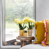 Schmetterlingsorchidee ‚Blossom Albenga' – Phalaenopsis – Ansicht 5