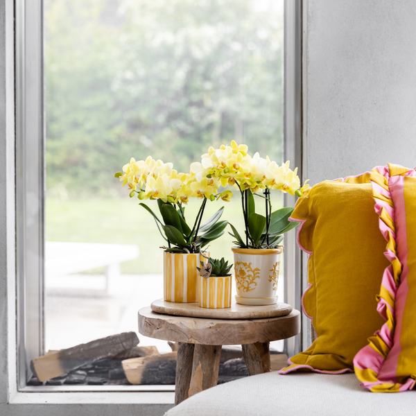 Schmetterlingsorchidee ‚Blossom Albenga' – Phalaenopsis – Ansicht 5