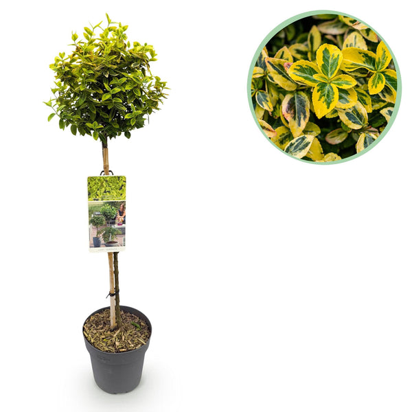Kriechspindel ‚Emerald 'n Gold' – Euonymus fortunei