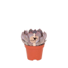 Echeveria ‚Summer' – Ø 6 cm