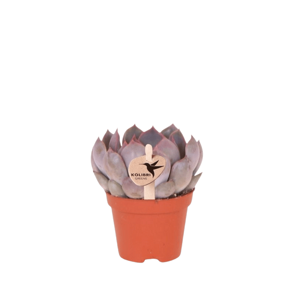 Echeveria ‚Summer' – Ø 6 cm