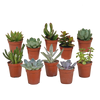 Vetplanten-Mischung 5,5 cm - 10x - zonder pot
