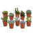 Vetplanten-Mischung 5,5 cm - 10x - zonder pot