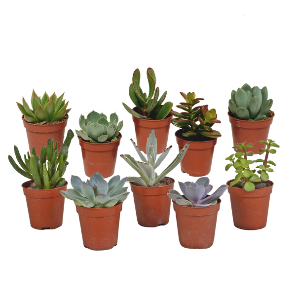 Vetplanten-Mischung 5,5 cm - 10x - zonder pot