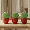 Geschenk-Set „Sweetheart“ – Mini-Grünpflanze mit Topf – Ansicht 2