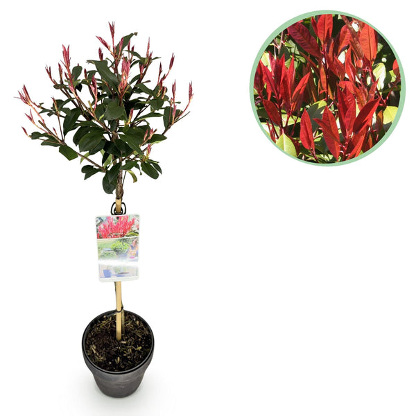 Glanzmispel ‚Carre Rouge' – Photinia × fraseri