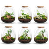 Terrarium-Set „Emma“ – DIY-Kit mit Efeu