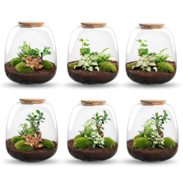 Terrarium-Set „Emma“ – DIY-Kit mit Efeu
