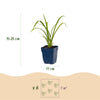 Taglilie ‚Mauna Loa' – Hemerocallis – Ansicht 3