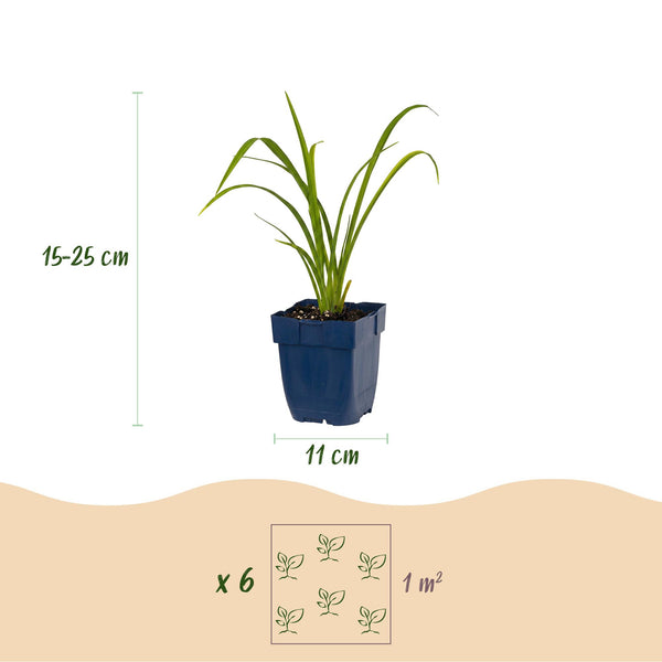 Taglilie ‚Mauna Loa' – Hemerocallis – Ansicht 3