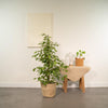 Birkenfeige ‚Golden King' – Ficus benjamina – Ansicht 2