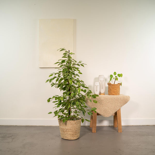 Birkenfeige ‚Golden King' – Ficus benjamina – Ansicht 2
