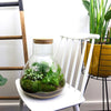 Flaschengarten-Set „Sam XL" – DIY-Terrarium mit Licht – Ansicht 5