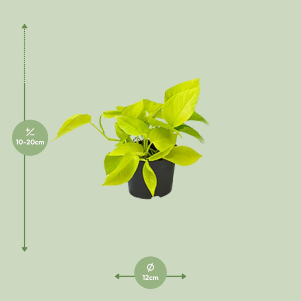 Efeutute ‚Golden Pothos' – Epipremnum aureum – Ansicht 2
