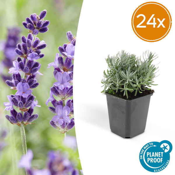 Lavendel ‚Hidcote' – Lavandula angustifolia