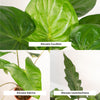 Alocasia-Set „Trio" – Alocasia zebrina, cucullata und lauterbachiana – Ansicht 3