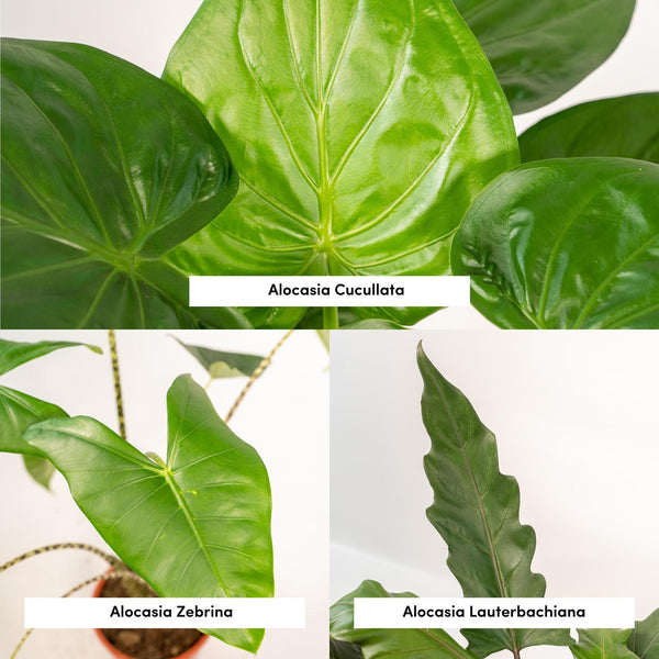 Alocasia-Set „Trio" – Alocasia zebrina, cucullata und lauterbachiana – Ansicht 3