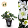Christrose ‚Christmas Carol' – Helleborus niger