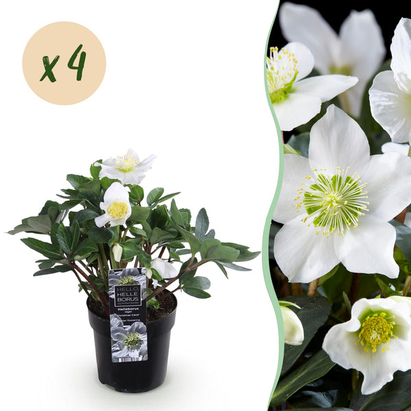 Christrose ‚Christmas Carol' – Helleborus niger