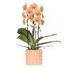 Schmetterlingsorchidee ‚Niagara Falls' – Phalaenopsis – Poppy-Übertopf pfirsich