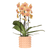 Schmetterlingsorchidee ‚Niagara Falls' – Phalaenopsis – Poppy-Übertopf pfirsich