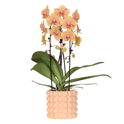 Schmetterlingsorchidee ‚Niagara Falls' – Phalaenopsis – Poppy-Übertopf pfirsich