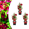 Waldrebe ‚Rouge Cardinal' – Clematis – Ø 9 cm, 3 Stück