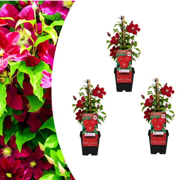 Waldrebe ‚Rouge Cardinal' – Clematis – Ø 9 cm, 3 Stück