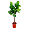 Geigenfeige – Ficus lyrata