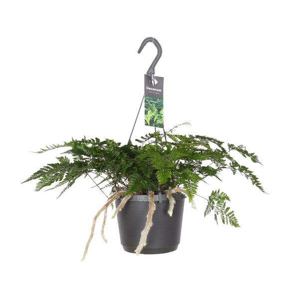 Hasenpfotenfarn – Humata tyermannii