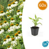 Weißer Sonnenhut ‚White Swan' – Echinacea purpurea