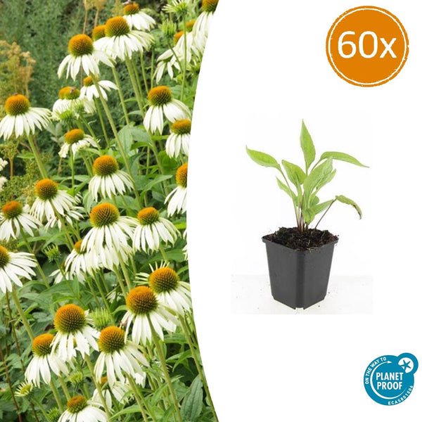 Weißer Sonnenhut ‚White Swan' – Echinacea purpurea