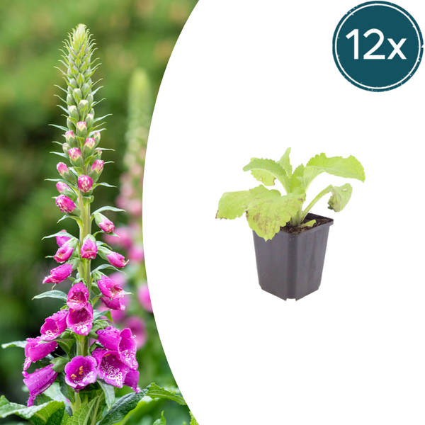 Roter Fingerhut – Digitalis purpurea