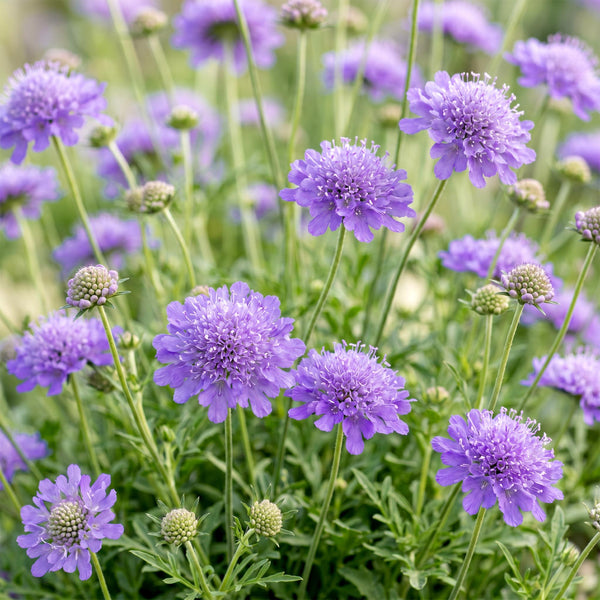Tauben-Skabiose ‚Butterfly Blue' – Scabiosa columbaria – Ansicht 5