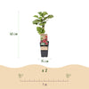 Loganbeere ‚Thornless' – Rubus loganobaccus – Ansicht 3