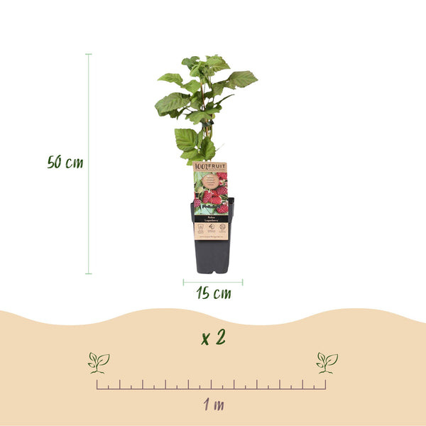 Loganbeere ‚Thornless' – Rubus loganobaccus – Ansicht 3