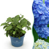 Bauernhortensie ‚Endless Summer The Original Blue' – Hydrangea macrophylla – 1 Stück