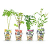 Beerenobst-Set „Regenbogen" – Johannisbeere, Himbeere, Brombeere, Heidelbeere – Ansicht 2