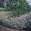 Ageratum-Aster ‚Asran' – Aster ageratoides – Ansicht 6