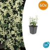 Kriechspindel ‚Harlequin' – Euonymus fortunei