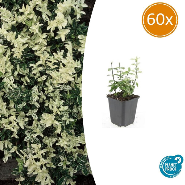 Kriechspindel ‚Harlequin' – Euonymus fortunei