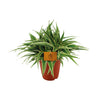 Zimmerpflanzen-Set „Hängepflanzen“ – Efeutute, Monkey Leaf & Grünlilie – im Set enthalten: Grünlilie ‚Ocean' – Chlorophytum comosum
