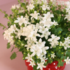 Glockenblume ‚Addenda Ambella White' – Campanula – Ansicht 2