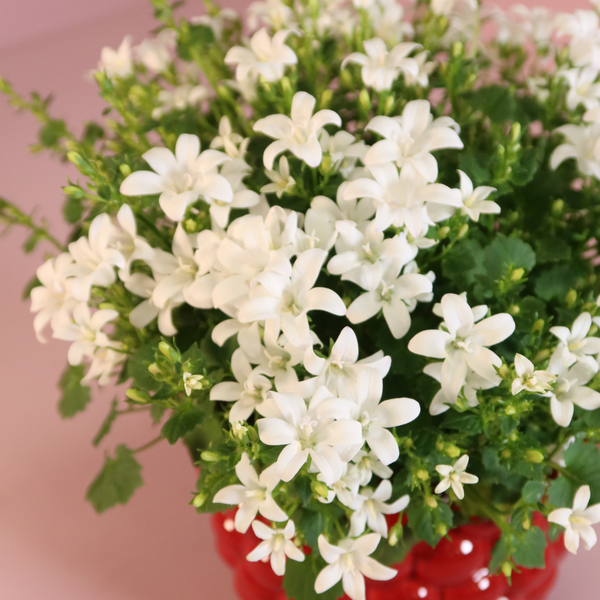 Glockenblume ‚Addenda Ambella White' – Campanula – Ansicht 2