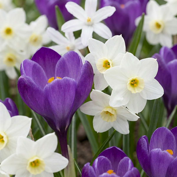 Blumenzwiebel-Set „Schattengarten" – Sommerblüher für schattige Lagen