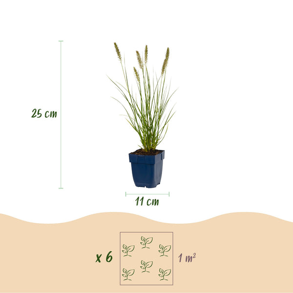 Lampenputzergras ‚Hameln' – Pennisetum alopecuroides – Ansicht 3