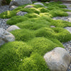 Sternmoos – Sagina subulata – Ansicht 5