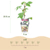 Brombeere ‚Black Satin' – Rubus fruticosus – Ansicht 3